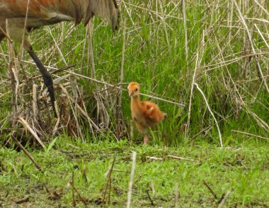 Sandhill Turnası (Antigone canadensis) Büyük Kuzey Amerika Kuşu 