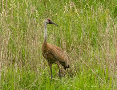 Sandhill Turnası (Antigone canadensis) Büyük Kuzey Amerika Kuşu 