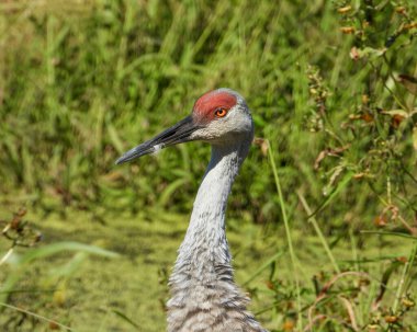 Sandhill Turnası (Antigone canadensis) Büyük Kuzey Amerika Kuşu 