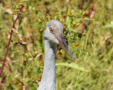 Sandhill Turnası (Antigone canadensis) Büyük Kuzey Amerika Kuşu 