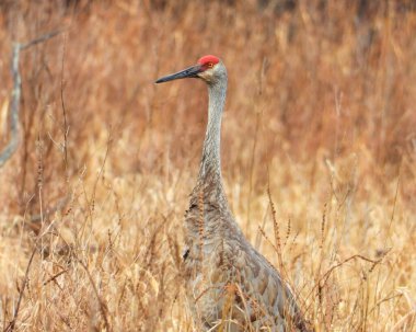 Sandhill Turnası (Antigone canadensis) Büyük Kuzey Amerika Kuşu 