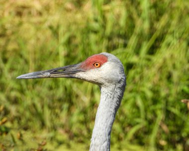 Sandhill Turnası (Antigone canadensis) Büyük Kuzey Amerika Kuşu 