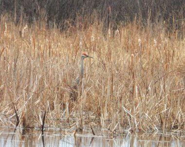 Sandhill Turnası (Antigone canadensis) Büyük Kuzey Amerika Kuşu 