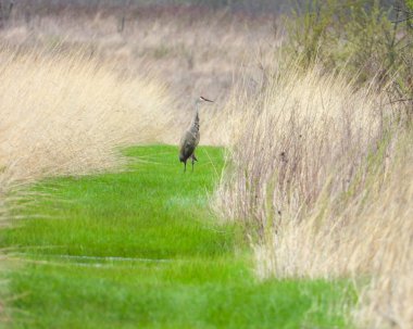 Sandhill Turnası (Antigone canadensis) Büyük Kuzey Amerika Kuşu 