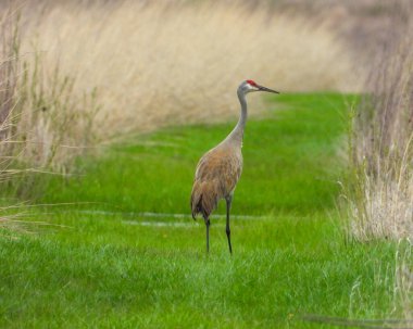 Sandhill Turnası (Antigone canadensis) Büyük Kuzey Amerika Kuşu 