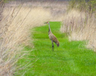 Sandhill Turnası (Antigone canadensis) Büyük Kuzey Amerika Kuşu 