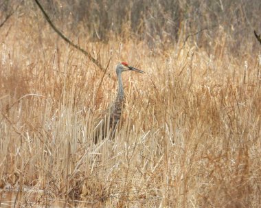 Sandhill Turnası (Antigone canadensis) Büyük Kuzey Amerika Kuşu 