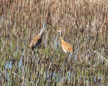 Sandhill Turnası (Antigone canadensis) Büyük Kuzey Amerika Kuşu 