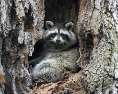 Raccoon (Procyon lotor) Native North American Mammal clipart