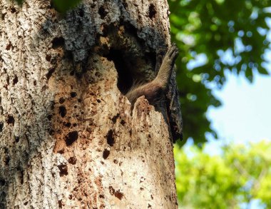 Rakun (Procyon lotor) Kuzey Amerika yerlisi memeli