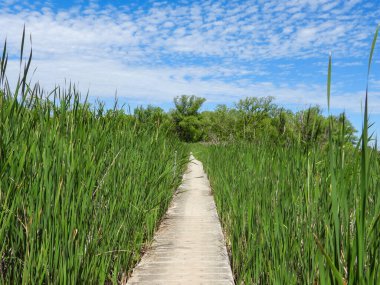 Kuzey Illinois 'deki Volo Bataklığı' ndan geçen Boardwalk Köprüsü Yolu