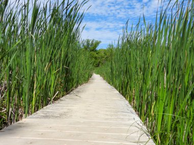 Kuzey Illinois 'deki Volo Bataklığı' ndan geçen Boardwalk Köprüsü Yolu