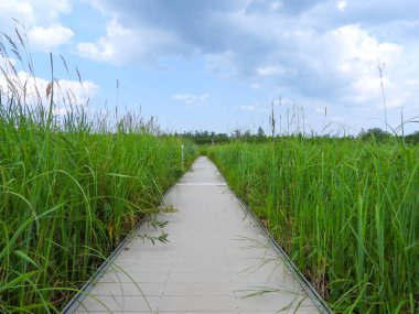 Kuzey Illinois 'deki Volo Bataklığı' ndan geçen Boardwalk Köprüsü Yolu