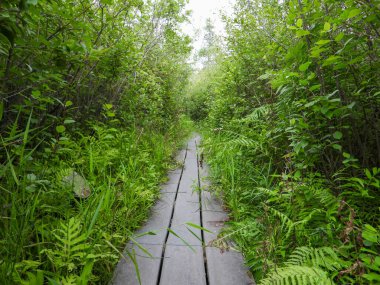 Kuzey Illinois 'deki Volo Bataklığı' ndan geçen Boardwalk Köprüsü Yolu