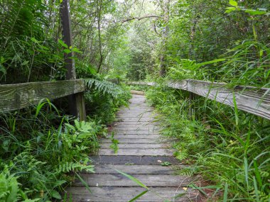 Kuzey Illinois 'deki Volo Bataklığı' ndan geçen Boardwalk Köprüsü Yolu