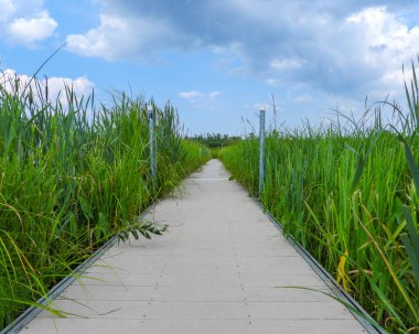 Kuzey Illinois 'deki Volo Bataklığı' ndan geçen Boardwalk Köprüsü Yolu