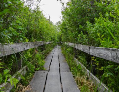 Kuzey Illinois 'deki Volo Bataklığı' ndan geçen Boardwalk Köprüsü Yolu