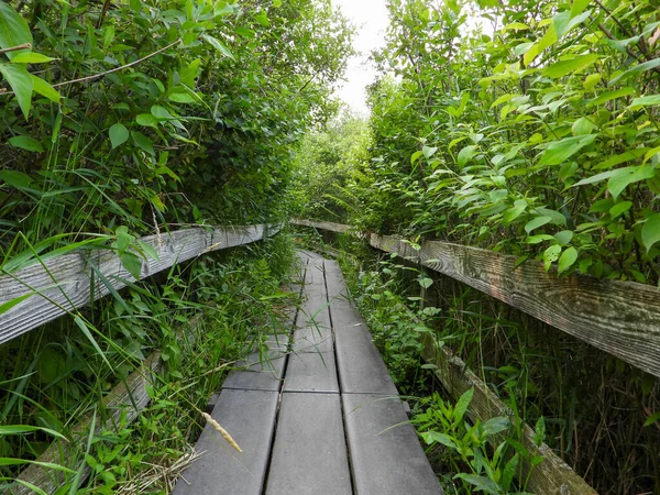 Kuzey Illinois 'deki Volo Bataklığı' ndan geçen Boardwalk Köprüsü Yolu