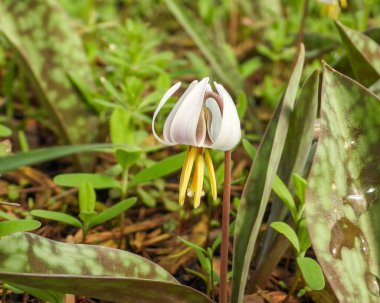 Erythronium albidum (Beyaz Alabalık zambağı) Kuzey Amerika Orman Çiçeği