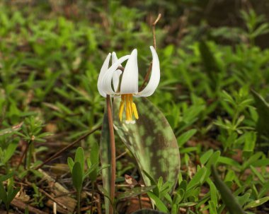 Erythronium albidum (Beyaz Alabalık zambağı) Kuzey Amerika Orman Çiçeği
