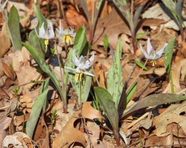 Erythronium albidum (Beyaz Alabalık zambağı) Kuzey Amerika Orman Çiçeği