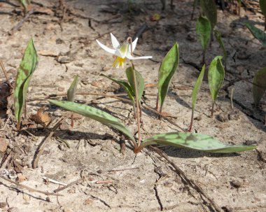 Erythronium albidum (Beyaz Alabalık zambağı) Kuzey Amerika Orman Çiçeği