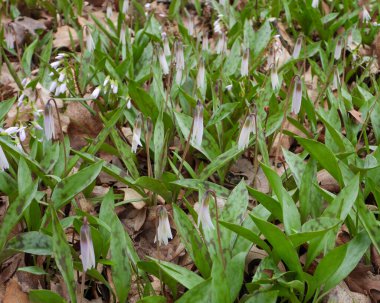 Erythronium albidum (Beyaz Alabalık zambağı) Kuzey Amerika Orman Çiçeği