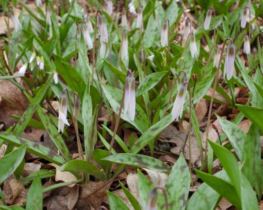 Erythronium albidum (Beyaz Alabalık zambağı) Kuzey Amerika Orman Çiçeği