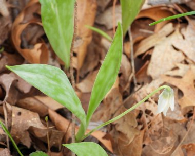 Erythronium albidum (Beyaz Alabalık zambağı) Kuzey Amerika Orman Çiçeği