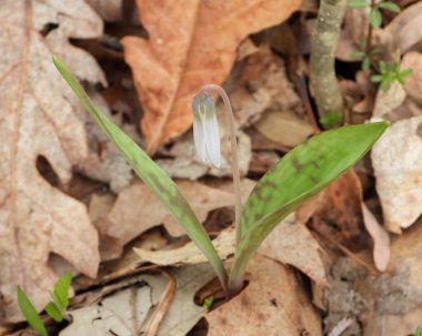 Erythronium albidum (Beyaz Alabalık zambağı) Kuzey Amerika Orman Çiçeği