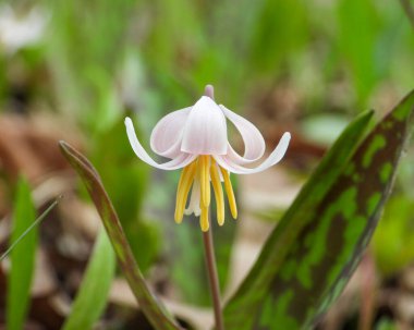 Erythronium albidum (Beyaz Alabalık zambağı) Kuzey Amerika Orman Çiçeği