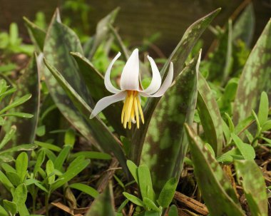 Erythronium albidum (Beyaz Alabalık zambağı) Kuzey Amerika Orman Çiçeği