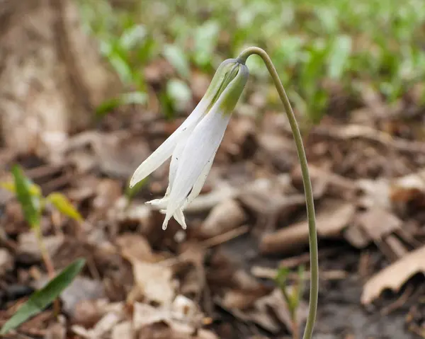 Erythronium Albidum Lys Truite Blanche Forêt Indigène Amérique Nord Fleurs — Photo