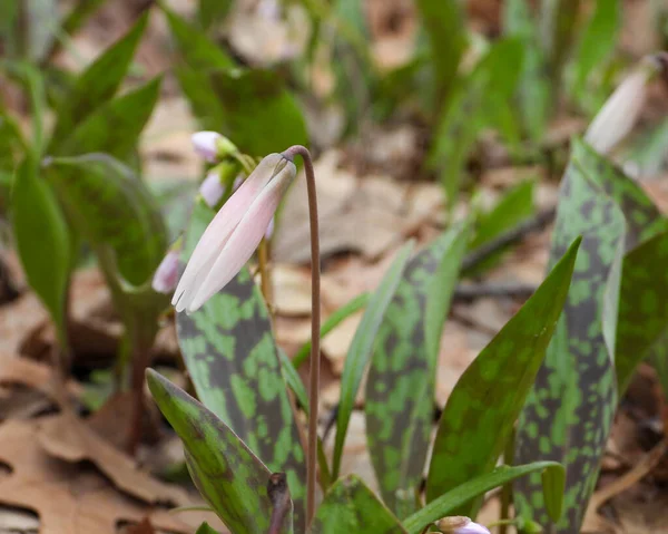 Erythronium Albidum Біла Форель Лілія Корінний Північноамериканський Ліс Wildflower — стокове фото