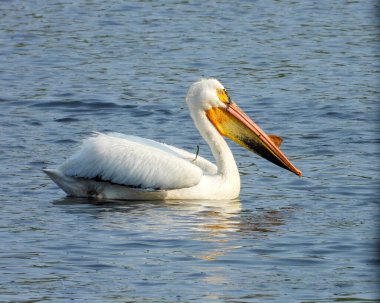 Amerikan Beyaz Pelikanı (Pelecanus erythrorhynchos) Büyük Su Kuşu Yükselen Kuş