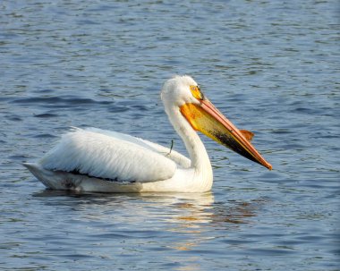 Amerikan Beyaz Pelikanı (Pelecanus erythrorhynchos) Büyük Su Kuşu Yükselen Kuş