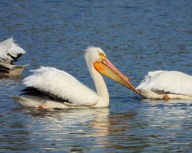 Amerikan Beyaz Pelikanı (Pelecanus erythrorhynchos) Büyük Su Kuşu Yükselen Kuş