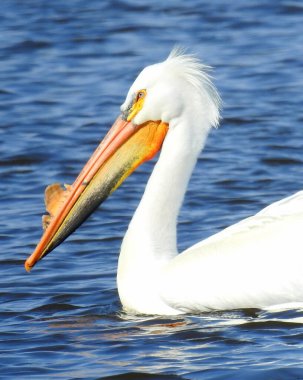 Amerikan Beyaz Pelikanı (Pelecanus erythrorhynchos) Büyük Su Kuşu Yükselen Kuş