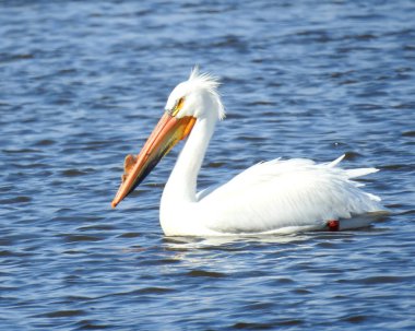 Amerikan Beyaz Pelikanı (Pelecanus erythrorhynchos) Büyük Su Kuşu Yükselen Kuş