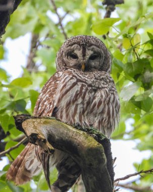 Parmaklıklı Baykuş (Strix varia) Kuzey Amerika Yırtıcı Kuş 