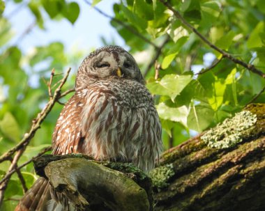 Parmaklıklı Baykuş (Strix varia) Kuzey Amerika Yırtıcı Kuş 