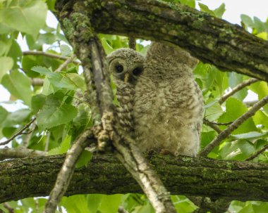 Parmaklıklı Baykuş (Strix varia) Kuzey Amerika Yırtıcı Kuş 