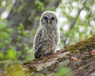 Parmaklıklı Baykuş (Strix varia) Kuzey Amerika Yırtıcı Kuş 