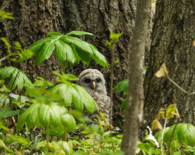 Parmaklıklı Baykuş (Strix varia) Kuzey Amerika Yırtıcı Kuş 