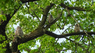 Parmaklıklı Baykuş (Strix varia) Kuzey Amerika Yırtıcı Kuş 