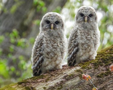 Parmaklıklı Baykuş (Strix varia) Kuzey Amerika Yırtıcı Kuş 