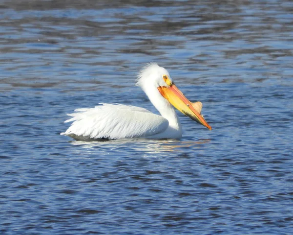 Pelicano Branco Americano Pelecanus Erythrorhynchos Pássaro Voador Aquático — Fotografia de Stock