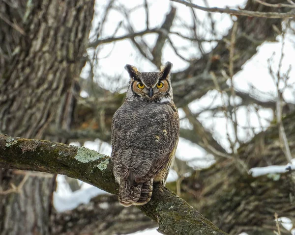 Great Horned Owl Bubo Virginia Native North American Bird Prey — Stock Photo, Image