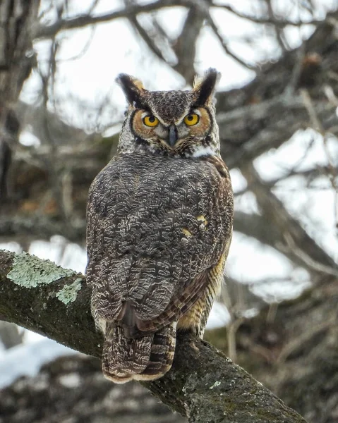 Great Horned Owl Bubo Virginia Native North American Bird Prey — Stock Photo, Image