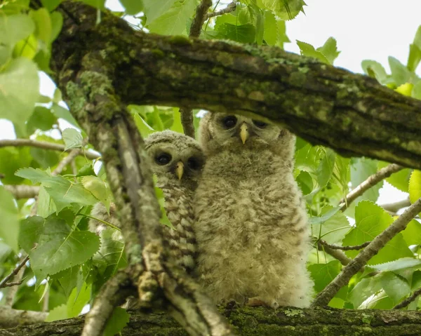 Barred Owl Strix Varia North American Bird Prey — Stock Photo, Image